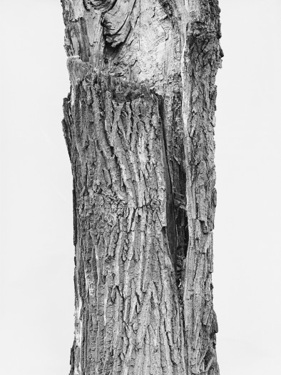 Tree remembers lying under it — images - Fedor Shklyaruk