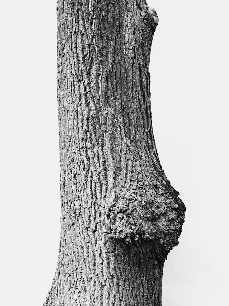 Tree remembers lying under it — images - Fedor Shklyaruk